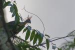 Hoatzin am Amazonas