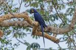 Hayzinthara Pantanal