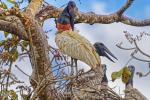 Jabiru Pantanal