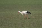 Storch