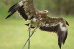 Adler im Anflug