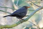 Amsel