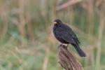 Amsel