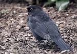 Amsel 2