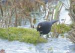 Amsel 4