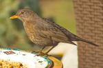 Amsel