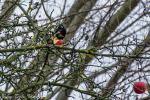 Amsel Paul (©by Don Video)