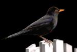 Amsel