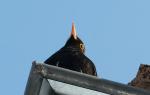 Amsel auf dem Dach