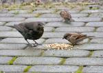 Amsel und Spatz