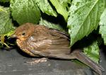 Amsel vor Blättern