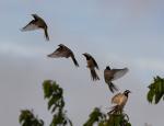 Bachstelze im Abflug