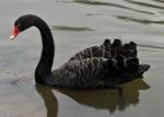 Black Swan 1