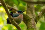 Blauscheitelmotmot