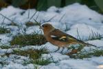 Buchfink im Schnee