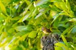 Rufus Collared Sparrow