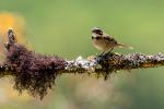 Rufus Collared Sparrow