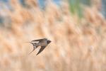 Rauchschwalbe im Flug