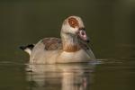 Nilgans