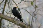 Amsel