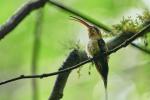 Unbestimmter Kolibri