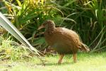 Weka, diesmal mit kompletten Schwanz