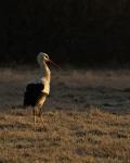 Storch