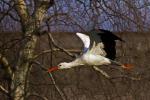 Storch