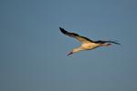 Storch