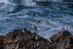 Möwen am Hartland Quay
