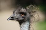 Lady Emu