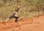 Sekretär in Tsavo Ost