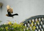 Amsel im Sonnenlicht