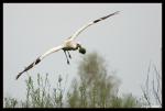 Storch