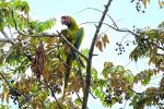 Großer Soldatenara in Costa Rica