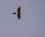 Bussard