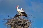 Storch_1