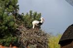 Storch_3