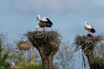 Storch_6