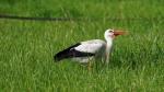 Storch_7