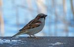 Spatz im Schlosspark Charlottenburg