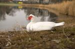 Neulich am Weiher