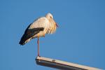 Storch im Winter