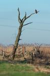 Bussard auf Baum