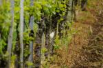 Grünspecht am Weinstock I