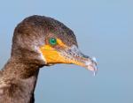 Kormoran