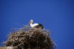 Storch