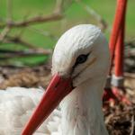 Storch