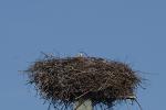 Storch