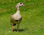 Nilgans